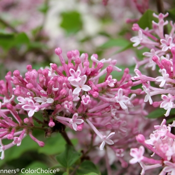 Syringa Scent and Sensibility™ 'Pink' (144767)