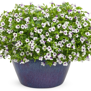 Torenia Catalina® 'Grape-O-Licious™' (144769)