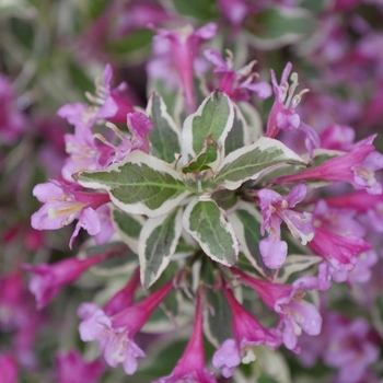 Weigela florida 'My Monet Purple Effect®' (144770)