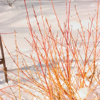 Cornus sanguinea 'Arctic Sun®' (144775)