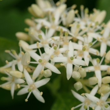 Cornus sanguinea 'Arctic Sun®' (144776)