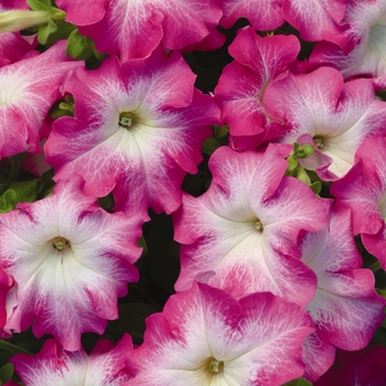 Petunia Dreams™ 'Rose Morn' (144813)