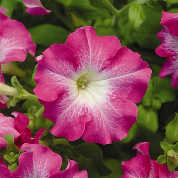 Petunia Dreams™ 'Rose Morn' (144814)