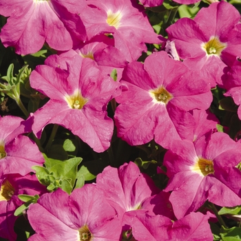 Petunia Dreams™ 'Fuchsia' (144832)