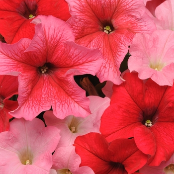 Petunia Fusables® 'Strawberry Wine' (144854)