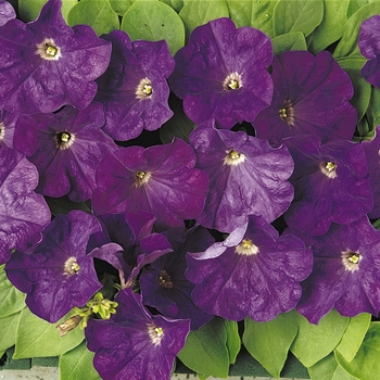 Petunia 'Carpet True Blue' (144865)