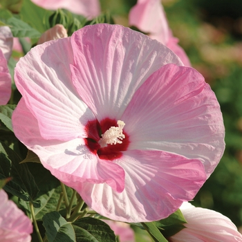 Hibiscus moscheutos Luna™ 'Pink Swirl' (144903)