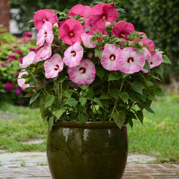 Hibiscus moscheutos Luna™ 'Pink Swirl' (144904)