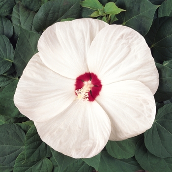 Hibiscus moscheutos Luna™ 'White' (144909)