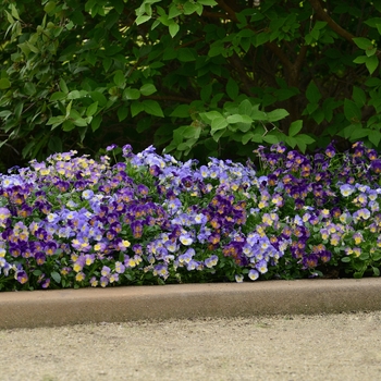 Viola cornuta Halo 'Lemon Frost' (144982)