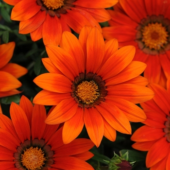 Gazania rigens New Day® 'Bronze Shades' (144994)