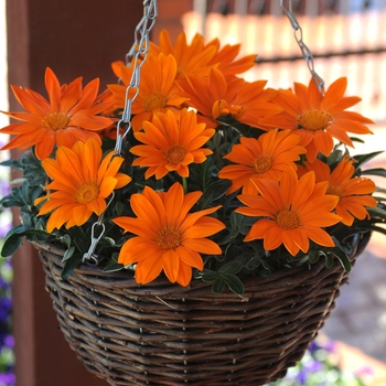 Gazania rigens New Day® 'Clear Orange' (144995)