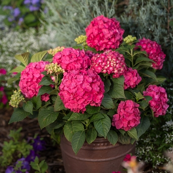 Hydrangea macrophylla 'Summer Crush®' (145643)