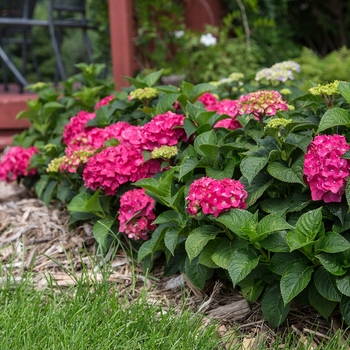 Hydrangea macrophylla 'Summer Crush®' (145644)