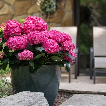 Hydrangea macrophylla 'Summer Crush®' (145645)