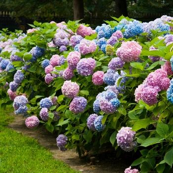 Hydrangea macrophylla 'The Original' (145646)