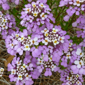 Iberis gibraltarica 'Lavish' (145871)