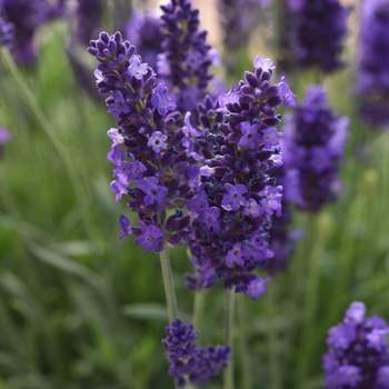 Lavandula angustifolia 'Blue Spear' (145903)