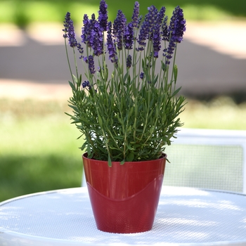 Lavandula angustifolia 'Blue Spear' (145904)