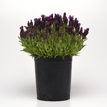 Lavandula stoechas Bandera 'Deep Purple' (145907)