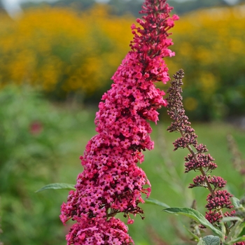 Buddleia davidii Monarch® 'Prince Charming' (145992)