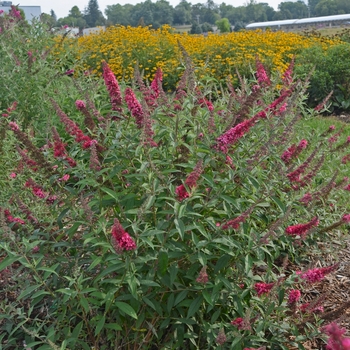 Buddleia davidii Monarch® 'Prince Charming' (145996)