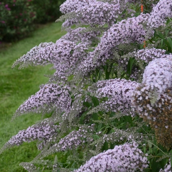 Buddleia 'Grand Cascade' (145999)