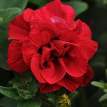 Petunia Wave® 'Red' (146091)