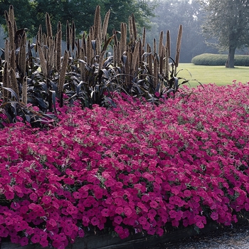 Petunia Tidal Wave® 'Hot Pink' (146096)