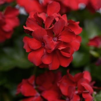 Pelargonium Marcada™ 'Dark Red Improved' (146101)