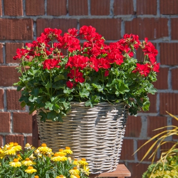 Pelargonium Marcada™ 'Dark Red Improved' (146102)