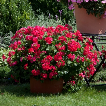 Pelargonium Marcada™ 'Magenta' (146104)