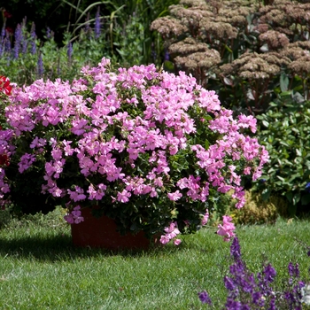 Pelargonium Marcada™ 'Pink' (146106)