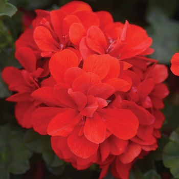 Pelargonium peltatum Focus™ 'Red Improved' (146108)