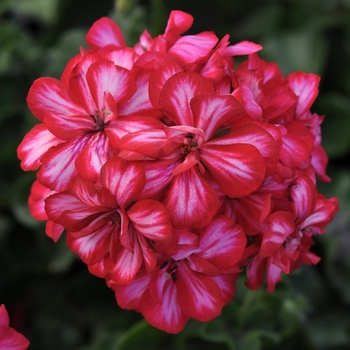 Pelargonium peltatum Focus™ 'Red Ice' (146112)