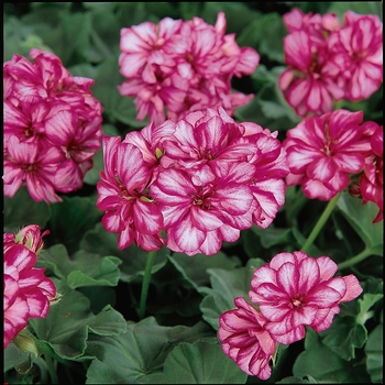 Pelargonium peltatum Precision™ '' (146116)