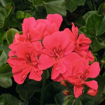 Pelargonium peltatum