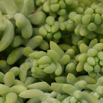 Sedum morganianum (burrito) '' (146196)