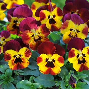 Viola cornuta Sorbet® 'Fire' (146288)