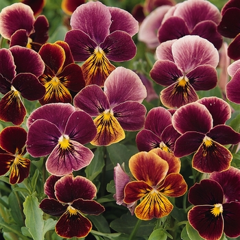 Viola cornuta Sorbet® 'Antique Shade' (146291)