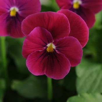 Viola cornuta Sorbet® 'Carmine Rose' (146296)