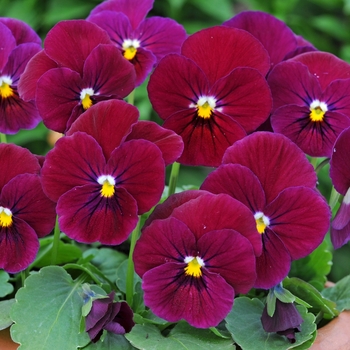 Viola cornuta Sorbet® 'Carmine Rose' (146298)