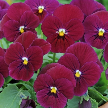 Viola cornuta Sorbet® 'Carmine Rose' (146299)