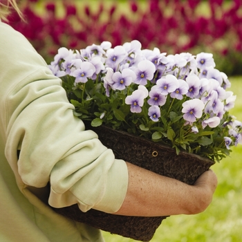 Viola cornuta Sorbet® 'Icy Blue' (146303)