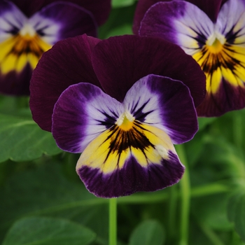 Viola cornuta Sorbet® 'Midnight Glow' (146310)