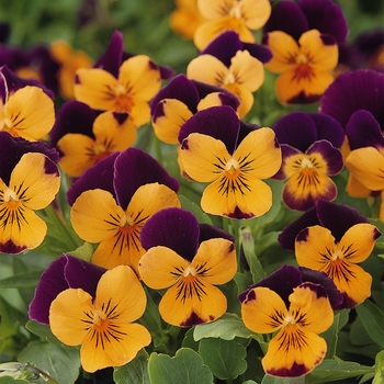 Viola cornuta Sorbet® 'Orange Jump Up' (146311)