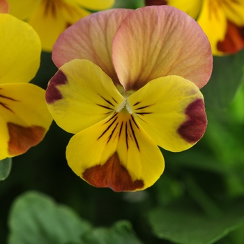 Viola cornuta Sorbet® 'Peach Melba' (146313)