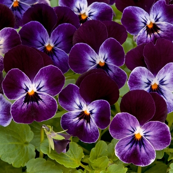 Viola cornuta Sorbet® 'Phantom' (146314)