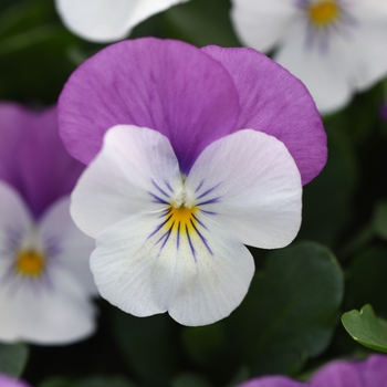 Viola cornuta Sorbet® 'Rose Wing' (146328)