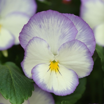 Viola cornuta Celestial™ 'Blue Moon' (146379)